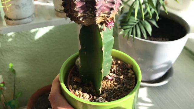Кактус цветет полгода без перерыва. Гимнокалициум. Кактус на прививке. смотреть онлайн