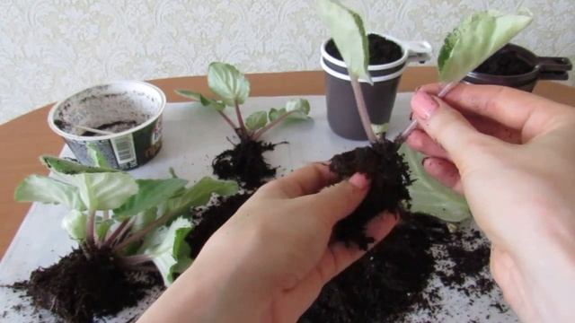 Рассаживание деток фиалки. Как пересадить деток фиалки смотреть онлайн