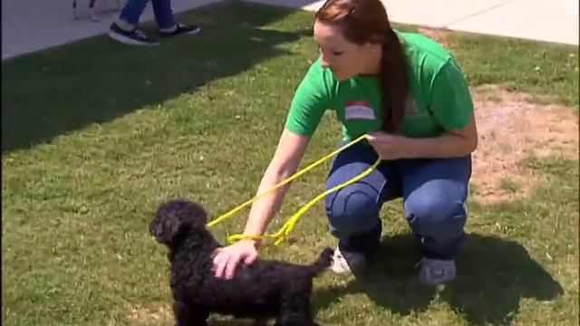 City Volunteer Opportunities смотреть онлайн