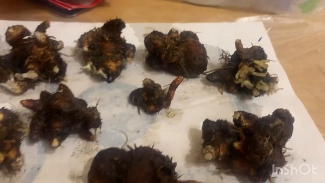 Как хранить анемоны зимой! смотреть онлайн