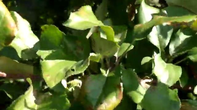 Прогулка по саду сорт Поспех, сорта Хоней Крисп на семенном и клоновом подвое, сорт Лигол смотреть онлайн