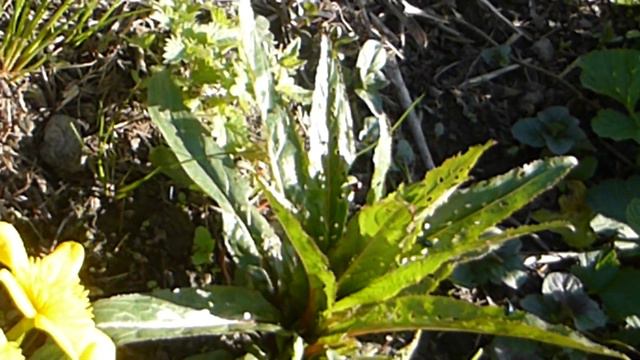 Water buttercup - Ranunculus lingua grandiflora - Vatnasóley - Villijurtir - Fjölæringur смотреть онлайн
