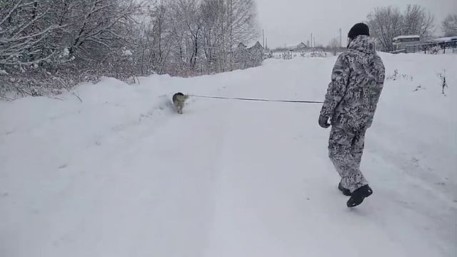 Рождество в деревне, небольшая прогулка, поздравление. #рождествовдеревне, #зима,#прогулка. смотреть онлайн