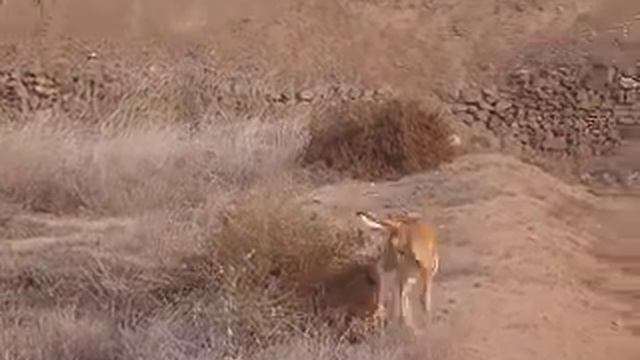 podenco canario fino cazando смотреть онлайн