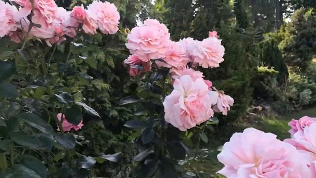 Rosa Tickled Pink Rose (Floribundas) Rose of the Year 2007 смотреть онлайн