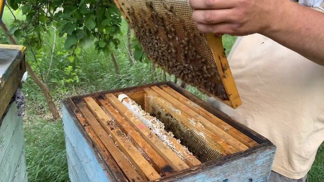 Конец акации , делаем отводки в шеститомники. смотреть онлайн