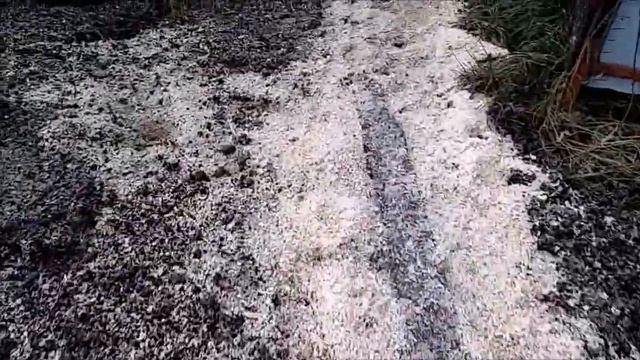 Затопило-заморозило! Ну как такое переживут растения?((