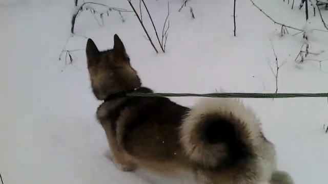 охота на фазана с лайкой и камерой