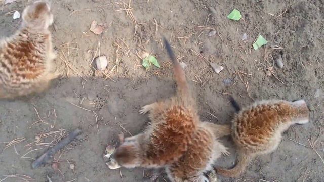 Сурикаты в зоопарке #110 смотреть онлайн