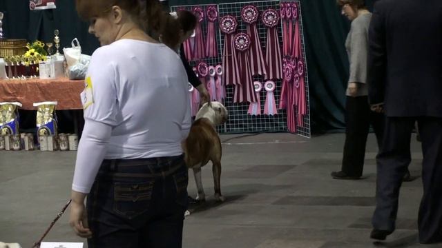 13 марта МОНОам.бульдогов - Самара - суки юниоры смотреть онлайн