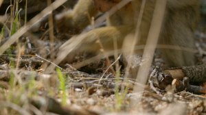 Скрытые чудеса Африки 3 серия «Сахара» (документальный сериал, 2020)