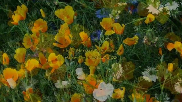 SPAIN. GRANADA.The gardens of Alhambra by Marilena Dumitriu II (2019.06.03). смотреть онлайн