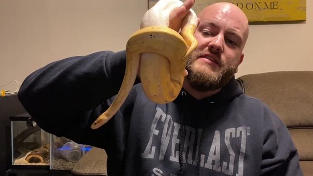 One Huge Ball Python!! So how big do they actually get? Various stages of growth for Ball Pythons! смотреть онлайн