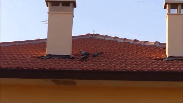 Video test Kodak PIXPRO FZ152 смотреть онлайн