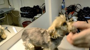 Стрижка собак: Стрижка йорка - переносица