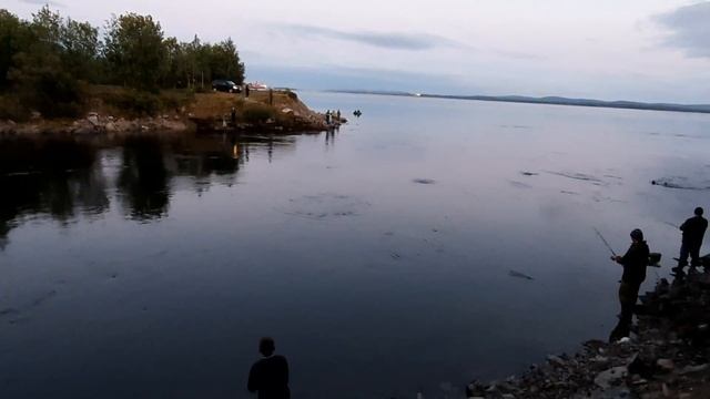 Горбуша на Кольском полуострове тюлень приплыл полакомиться смотреть онлайн