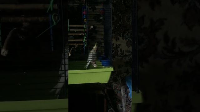 Самец Кореллы начинает рассеваться,а может это и самка) смотреть онлайн