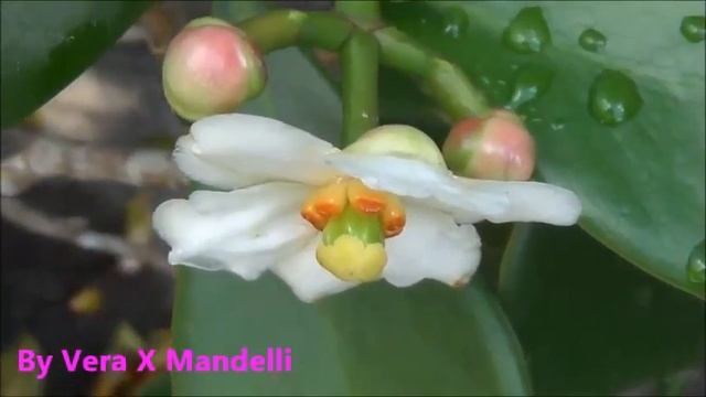 * FLOR DA CLÚSIA * * CLUSIA FLOWER * . 1 . смотреть онлайн