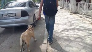 КАК ОТУЧИТЬ СОБАКУ ТЯНУТЬ ПОВОДОК/КАК НАУЧИТЬ СОБАКУ ХОДИТЬ РЯДОМ/КОРРЕКТИРОВКА ПОВЕДЕНИЕ