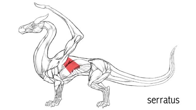 How to Draw a Dragon Body - Easy Things To Draw смотреть онлайн