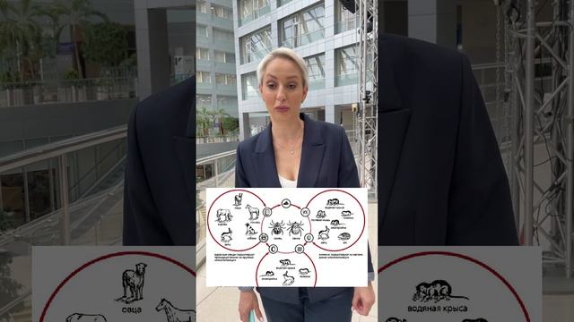 Какие животные являются источником чумы для человека? смотреть онлайн