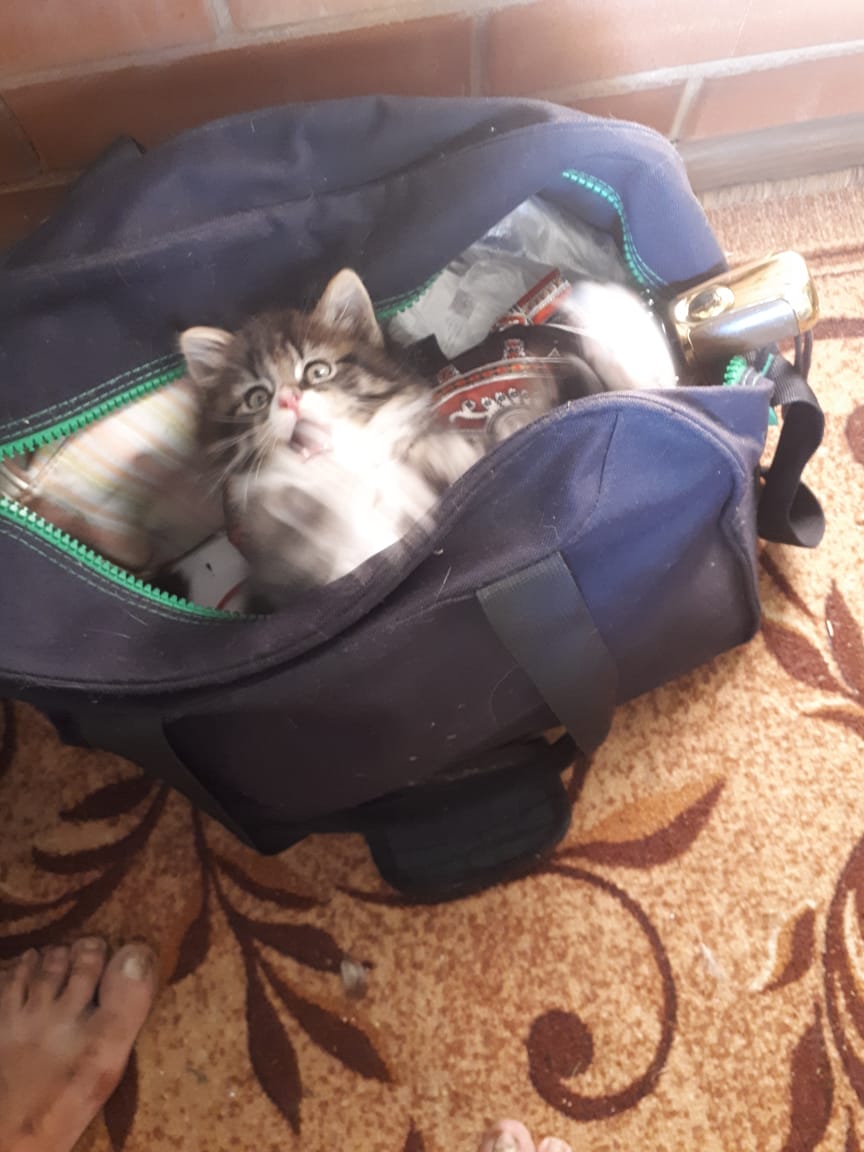 А где спит ваша кошка?)