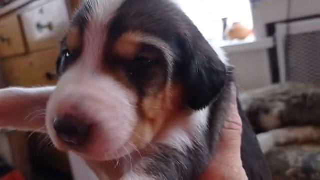 Сюжет 10. Некоторые моменты (возраст 2 недели) смотреть онлайн