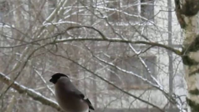 Снегири, снегирихи, синицы и знленушки на кормушке! смотреть онлайн