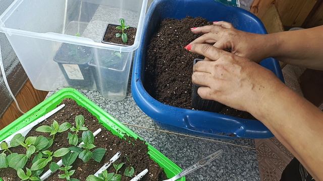 Рассаживаю гортензии🌱🌱🌱 смотреть онлайн