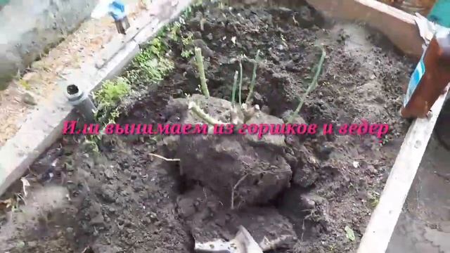 Розы на зимовку, подготовка. смотреть онлайн