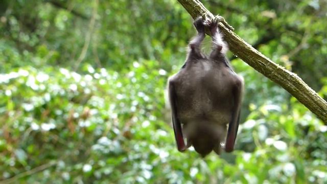 MORCEGO VAMPIRO [ O VERDADEIRO DRÁCULA ]