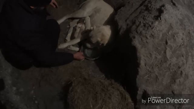 Бука(грузинская овчарка) ощенилась !!!)))) смотреть онлайн