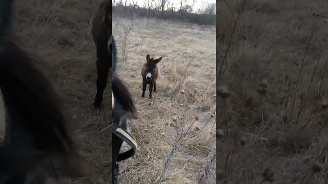 Адыгея конные прогулки