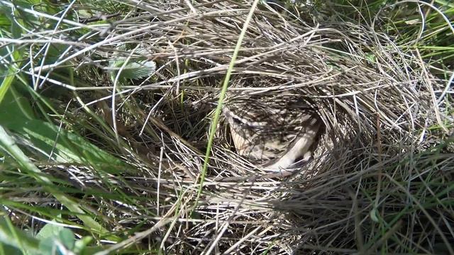 Чекан луговой 150608 1 7 КП, хороший фокус смотреть онлайн