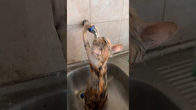 ЖАРИШКА.... смотреть онлайн