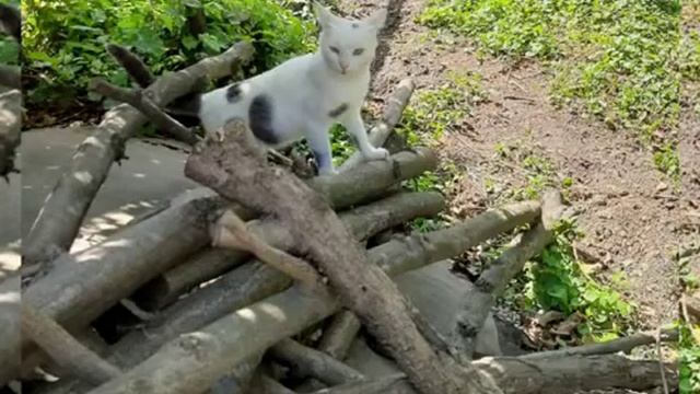 Цветет лук или офиопогон! Котикам тоже нравится смотреть онлайн