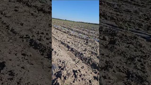 Осаагро или Гумат? Наглядно