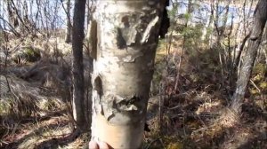 Дачный вояж. Гулянка. Лесное озеро Холсково. Назия.