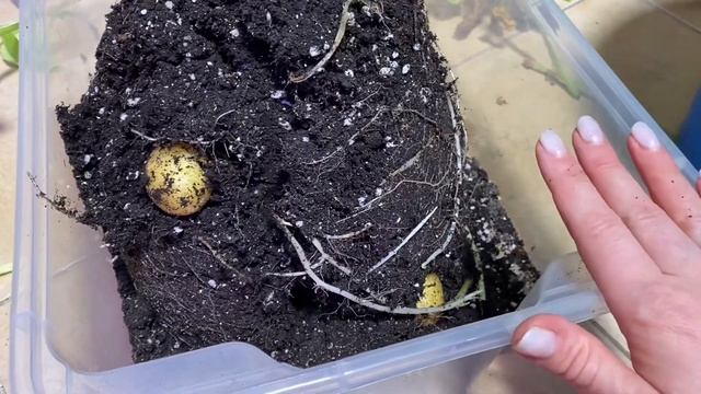 Картошка на балконе в горшке за 2 месяца! Итоги эксперимента! смотреть онлайн