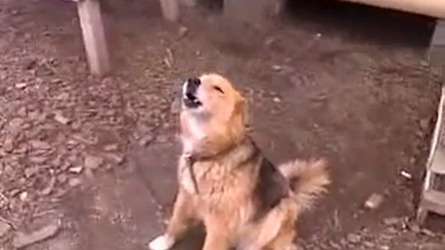 Поющая собака смотреть онлайн