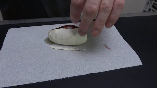 What To Do If The Umbilical Cord Gets Tangled! Ball Python Egg Cutting смотреть онлайн