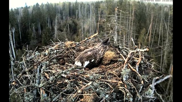 Хищные птицы Скопа в гнезде на высокой ели отложила первое яйцо в новом сезоне Эстония Raptors смотреть онлайн