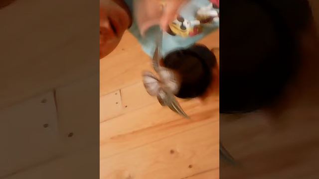 В Сочи поймали улитку смотреть онлайн