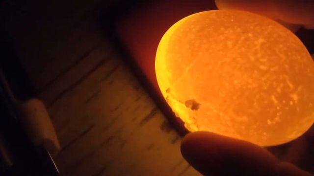 Как выглядит яйцо тумак болтун кровь кольцо и неоплод при овоскопировании смотреть онлайн