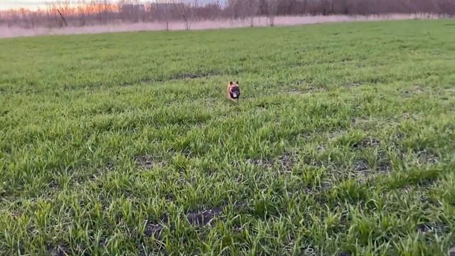 Французский бульдог – мальчик или девочка? Вопросы стерилизации смотреть онлайн