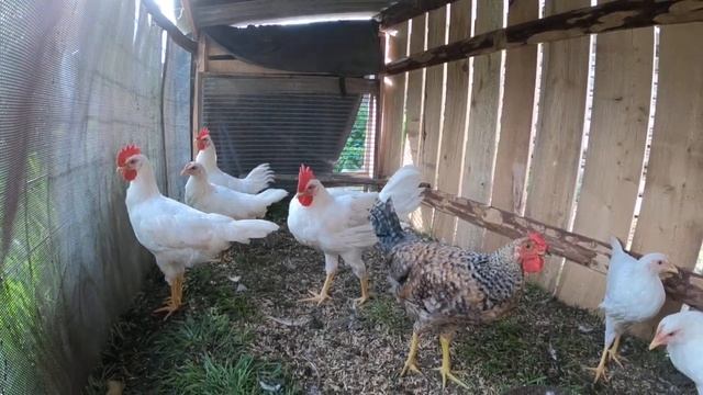 Курочки и петушки из д Здоровцево! смотреть онлайн