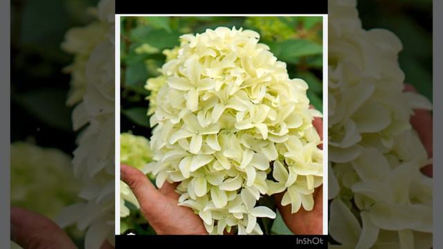 Готовимся к сезону 2024🌸🌸🌸 Метельчатые гортензии собственного производства😍 смотреть онлайн