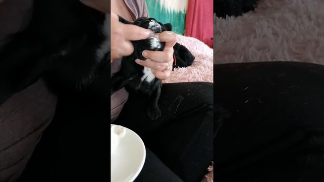 Французикам 5 недель 🥰(3) смотреть онлайн