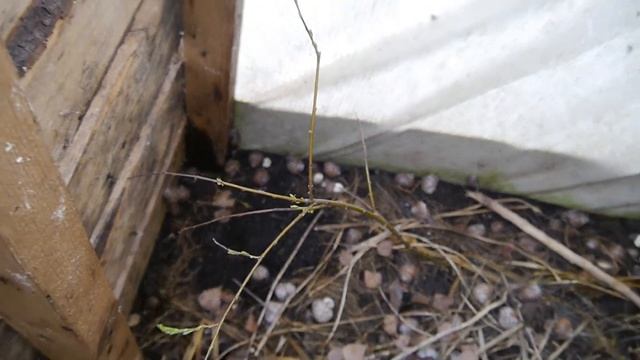 Мини-ферма виноградных улиток. Начало весны. смотреть онлайн