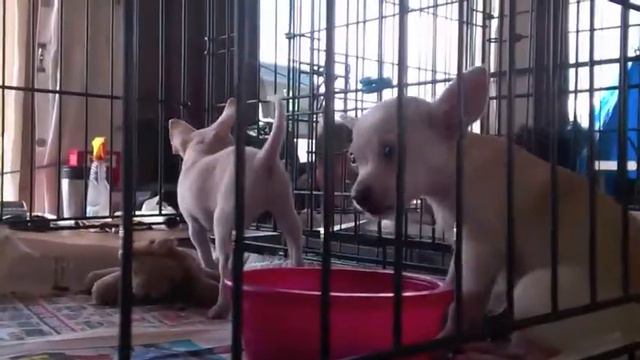 Looking for kindness В ожидании доброго хозяина смотреть онлайн